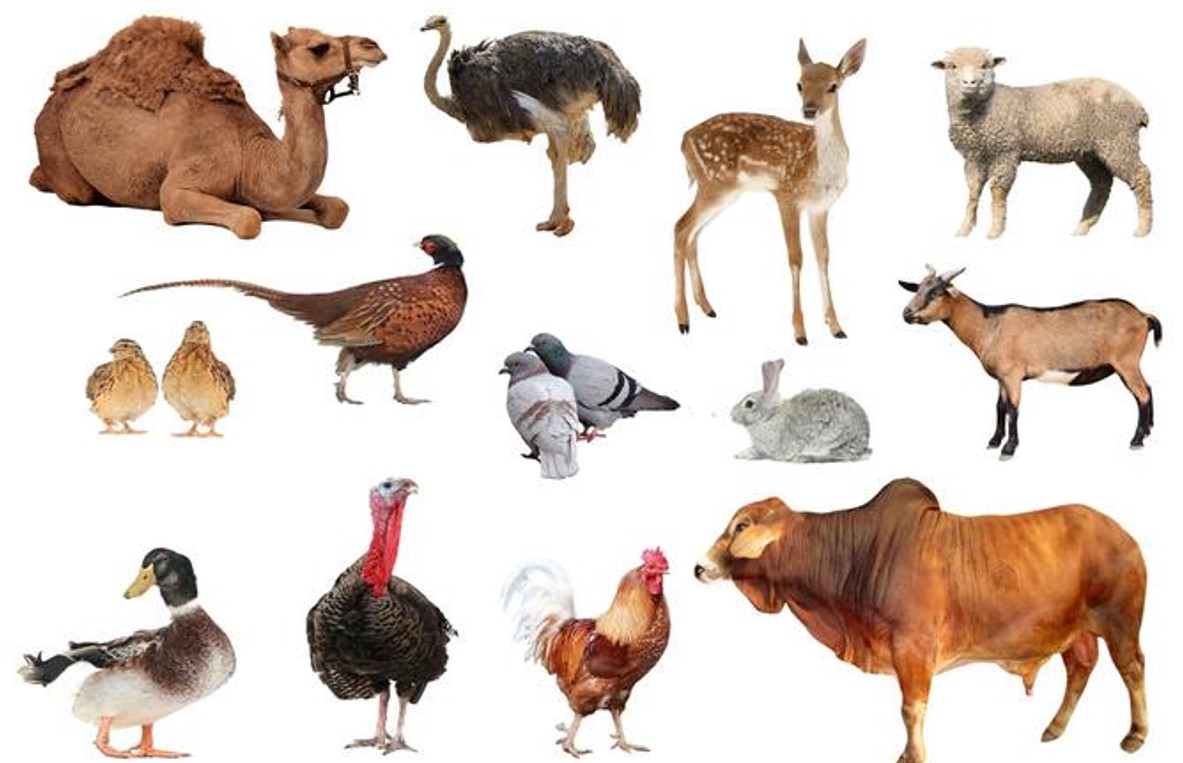 ইসলামি ব্যাংক বছরে কত মুনাফা দেয়